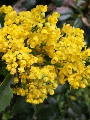 arbust ornamental Mahonia fotografie și descrierea speciilor de creștere Evergreen Mahonia