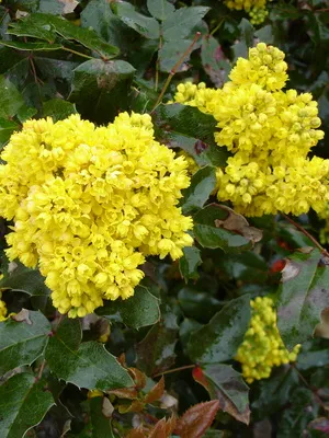 arbust ornamental Mahonia fotografie și descrierea speciilor de creștere Evergreen Mahonia