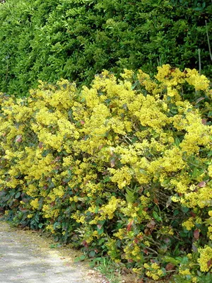 arbust ornamental Mahonia fotografie și descrierea speciilor de creștere Evergreen Mahonia