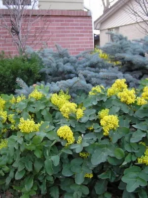 arbust ornamental Mahonia fotografie și descrierea speciilor de creștere Evergreen Mahonia