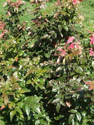 arbust ornamental Mahonia fotografie și descrierea speciilor de creștere Evergreen Mahonia