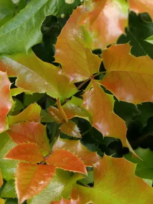 arbust ornamental Mahonia fotografie și descrierea speciilor de creștere Evergreen Mahonia