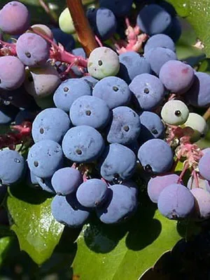 arbust ornamental Mahonia fotografie și descrierea speciilor de creștere Evergreen Mahonia