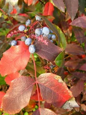 arbust ornamental Mahonia fotografie și descrierea speciilor de creștere Evergreen Mahonia