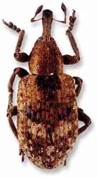 Ormányosbogarak (Curculionidae)