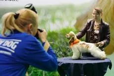 Kutyák - a tartalom a kutyák, ketrecek, kennel, kutya bútor