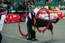 Kutyák - a tartalom a kutyák, ketrecek, kennel, kutya bútor