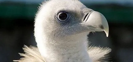 Budapest látnivalói Leningrad Zoo leírás, képek, térkép, mód