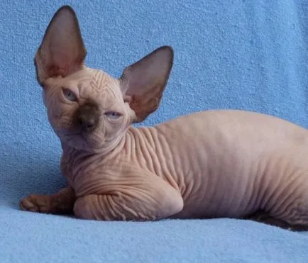 Sphynx за породата, снимки, видео, характер, грижи