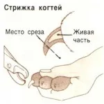 две котки