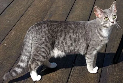 Egyiptomi Mau fajta macska fotó