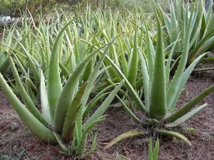 Illóolaj aloe