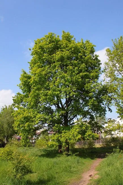 Engleză stejar, poze, descriere, condițiile de cultivare, plantare, îngrijire