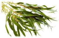 Eucalyptus глобулус полезни свойства и приложения