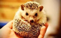 Hedgehog, sün, kérdésekre ad választ a tartalom ellátás fogságban sün, allergiák, babona, sün háziállat,