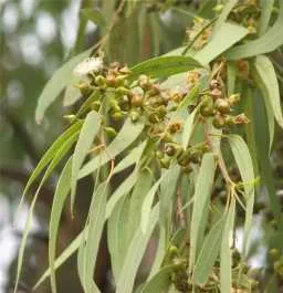 Eucalyptus globulus - alkalmas eukaliptuszolaj