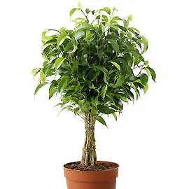 soiuri de Ficus bonsai potrivite pentru crearea de lemn și caracteristici ale formării sale