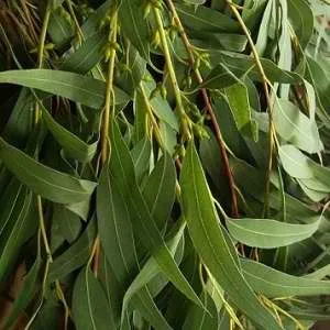 Eucalyptus глобулус - подходящ евкалиптово масло