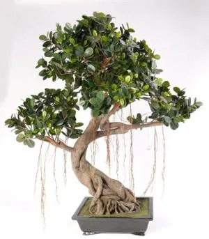 Ficus bonsai termesztés otthon