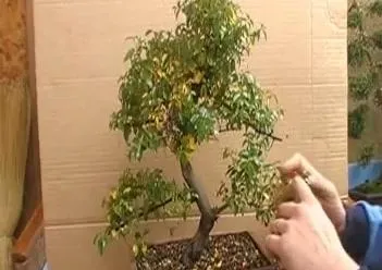 Ficus бонзай сортове, подходящи за създаване на дърво и характеристики на неговото образуване