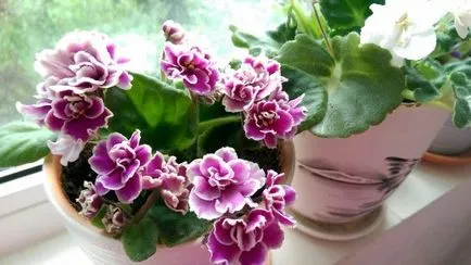 plantare frunze Violet și de îngrijire la domiciliu