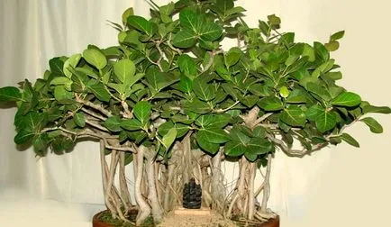 soiuri de Ficus bonsai potrivite pentru crearea de lemn și caracteristici ale formării sale