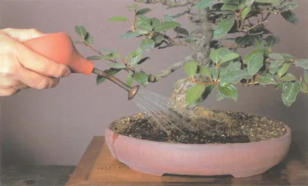 soiuri de Ficus bonsai potrivite pentru crearea de lemn și caracteristici ale formării sale