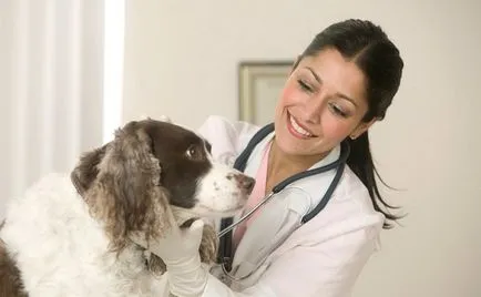 Az enteritisz a kutyák tünetek, kezelés, megelőzés