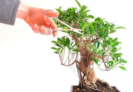 Ficus бонзай сортове, подходящи за създаване на дърво и характеристики на неговото образуване