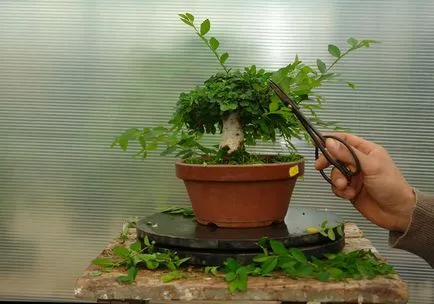 soiuri de Ficus bonsai potrivite pentru crearea de lemn și caracteristici ale formării sale