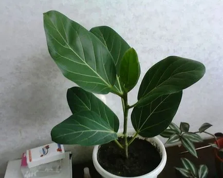 Ficus бонзай сортове, подходящи за създаване на дърво и характеристики на неговото образуване