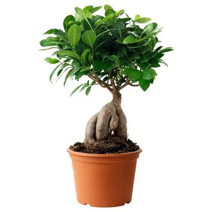 Ficus бонзай сортове, подходящи за създаване на дърво и характеристики на неговото образуване