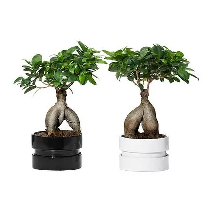 soiuri de Ficus bonsai potrivite pentru crearea de lemn și caracteristici ale formării sale