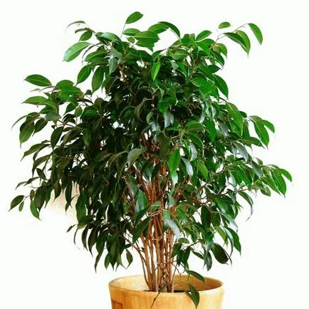 Ficus benjamina - tünetek és babonák