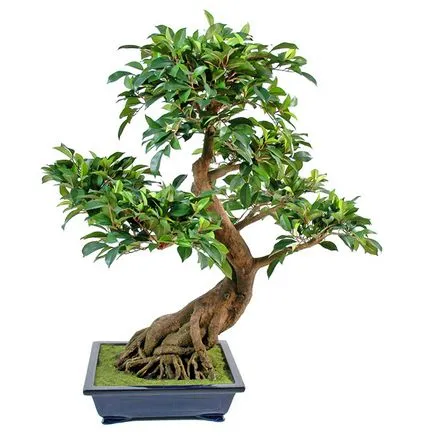 soiuri de Ficus bonsai potrivite pentru crearea de lemn și caracteristici ale formării sale