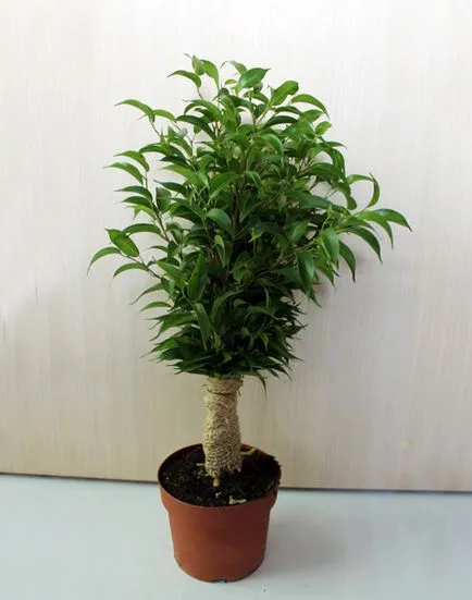 soiuri de Ficus bonsai potrivite pentru crearea de lemn și caracteristici ale formării sale