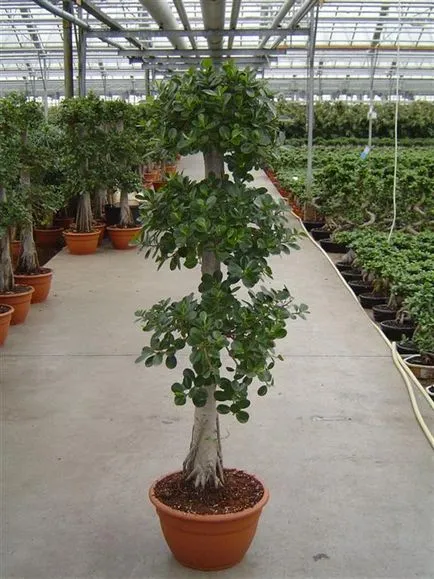 soiuri de Ficus bonsai potrivite pentru crearea de lemn și caracteristici ale formării sale