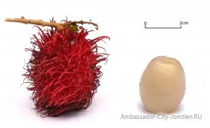 fotografii rambutan fructe, descriere si caracteristici, recenzii și comentarii