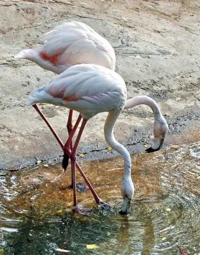 Flamingo - cele mai frumoase păsări (47 poze) - iubitorii de site-ul de animale