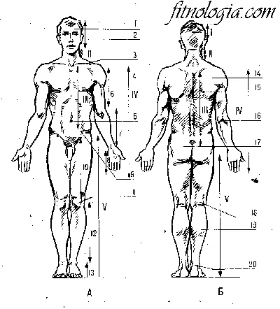 Функционална анатомия на опорно-двигателния апарат на човека
