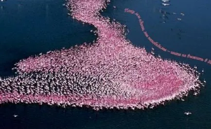 Flamingo - cele mai frumoase păsări (47 poze) - iubitorii de site-ul de animale