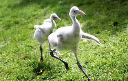 Flamingo - cele mai frumoase păsări (47 poze) - iubitorii de site-ul de animale