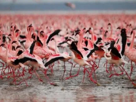 Flamingo - cele mai frumoase păsări (47 poze) - iubitorii de site-ul de animale