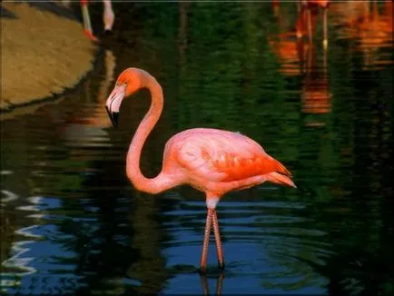 Flamingo - най-красивите птици (47 снимки) - любители на сайта на животните