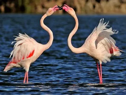 Flamingo - cele mai frumoase păsări (47 poze) - iubitorii de site-ul de animale