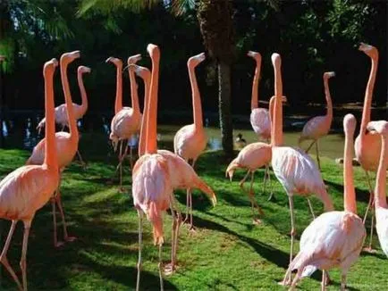 Flamingo - cele mai frumoase păsări (47 poze) - iubitorii de site-ul de animale