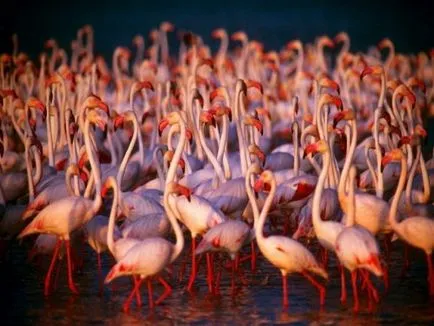 Flamingo - най-красивите птици (47 снимки) - любители на сайта на животните