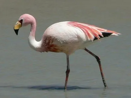 Flamingo - cele mai frumoase păsări (47 poze) - iubitorii de site-ul de animale