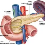 Когато човек е на панкреаса и какви функции изпълнява,