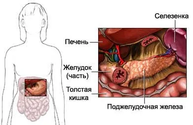 Когато човек е на панкреаса и какви функции изпълнява,